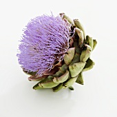 Artichoke flower