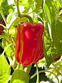 Red pepper on the plant