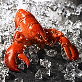 Cooked lobster with ice cubes on slate