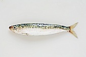 A sardine