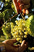 Pickling white wine grapes (variety Grüner Veltliner)
