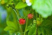 Erdbeeren an der Pflanze