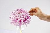 Hand with chrysanthemum