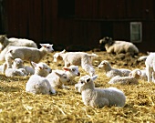 Lambs on straw on a farm in Sweden