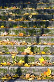 Stone steps with autumn leaves