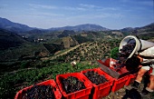 Arbeiter im Weinanbaugebiet von Bany uls