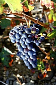 Blaue Weintrauben am Rebstock, Rebsorte Grenache