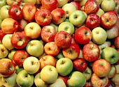 Zahlreiche rote und grüne Äpfel auf einem Haufen