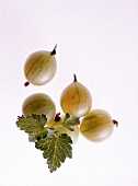 Fünf Stachelbeeren mit Blättern als Freisteller vor weißem Hintergrund