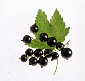 Schwarze Johannisbeeren an der Rispe (mit Blättern)