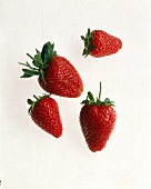 Vier einzelne Erdbeeren freigestellt 