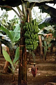 Eine Bananenstaude am Baum Kapverdische Inseln