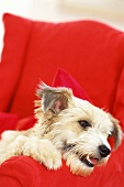 Kleiner Hund auf rotem Sessel 