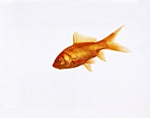 Goldfisch, schwimmend 