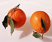 Zwei ganze Orangen mit Stielen und Blättern freigestellt