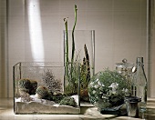 Pflanzen im Glas 