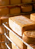 Fabro and farmhouse cheese in ripening chamber