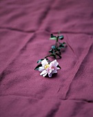 Blume (Kamelie) mit rosa Bluete liegt auf einem weinrotem Tuch,Nr.6