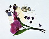 Parfumes mit lila Blume (Allure,Envy,So pretty)