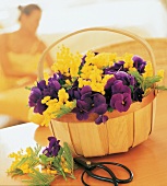 Mimosa and purple pansies in wooden basket with handle