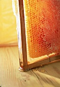 Honigwabe im Holzrahmen, Honig tropft herunter
