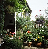 Terrasse, bepflanzt mit blühenden, einjährigen Sommerblumen