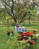 Garten mit knorrigem Apfelbaum und Tisch mit Äpfeln, Tellern und Krügen