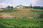 Blick über Weinberge auf Weingut Schloß Johannisberg im Rheingau