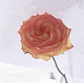 Rosafarbene aufgeblühte Rose. 