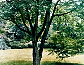 Baum mit mehreren Stämmen, im Hinter grund Büsche in Findlingsform
