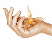Goldbestaubte Hand einer Frau hält exotische Frucht Physalis