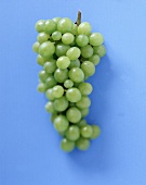 Eine Traube mit grünen Weintrauben 