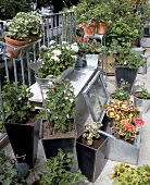 Mehrere Pelargonien-Pflanzen in verschiedenen Metallkübeln