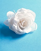 White silk rose on blue background