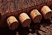 Wine corks protrude from the oak bark