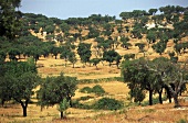 Korkeichenwald im Alentejo naturnahe Wirtschaftsweise