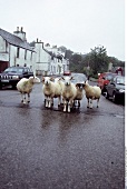 Schafe auf der Straße von Tobermory in Schottland