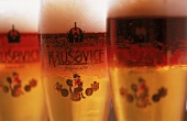 Bier der königlichen Brauerei Krusovice