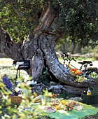 Aufgebautes Picknick unter einem Baum, Grill und Fahrrad