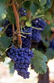 blaue Burgunder-Weintraubenreben 