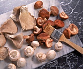 Ganze Stein-Champignon und Shiitake Pilze