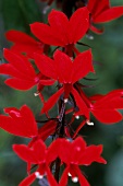 knallrote Blüten der Lobelia "Roter Dom", close up