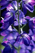 Blaue Blüten des Rittersporn, close up