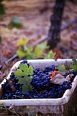 weißer Trog mit blauen Trauben steht zwischen Weinreben