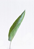 Viagra a.d. Natur: Close-up eines Salbeiblattes