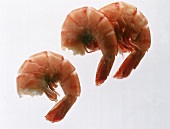 Drei Shrimps,ohne Kopf mit Schale, Freisteller