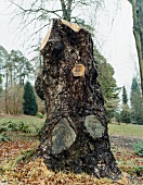 "Knightshayes"-Garten, Baumstumpf einer alten Schwarzkiefer