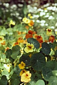 Kapuzinerkresse mit gelben & orangen Blüten