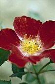 rote, ungefüllte Blüte einer Heckenrose