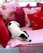 Dog lying on pink blanket surrounded with floral patterned cushions